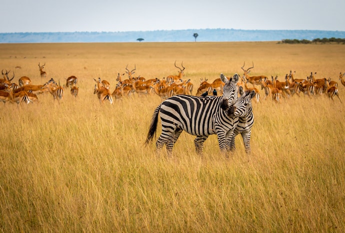 Zèbre et Impala dans la réserve nationale du Masai Mara, Kenya