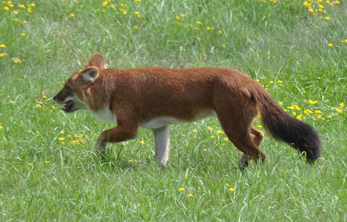 Dhole, Indian Wild Dog