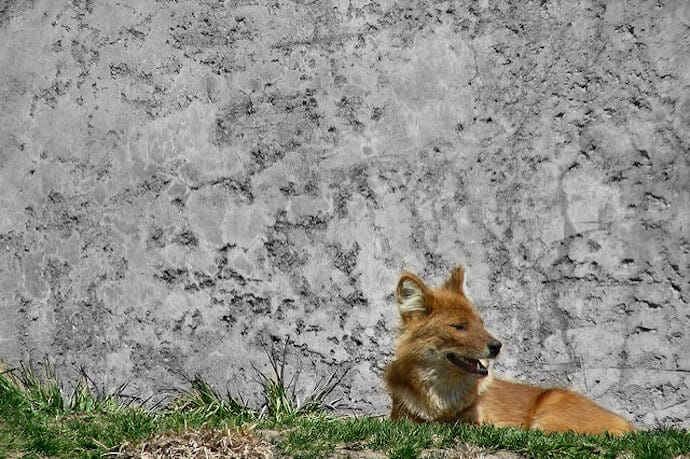 Dhole, Indian Wild Dog