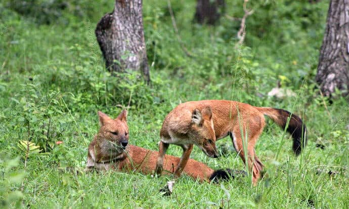 Asiatic wild dogs in Bandipur National Park, India