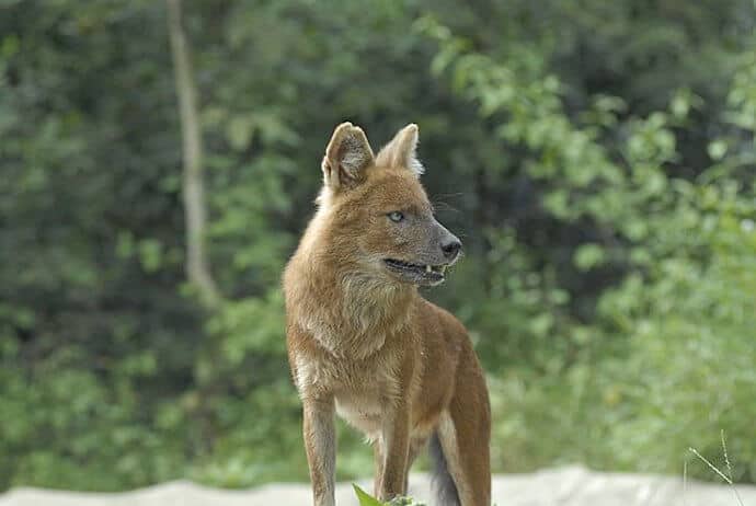 dhole wild dog