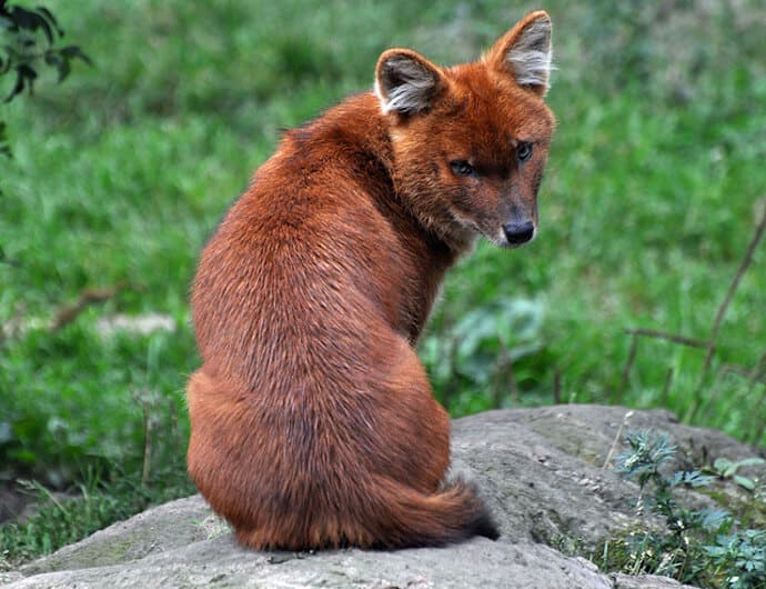 dhole wild dog