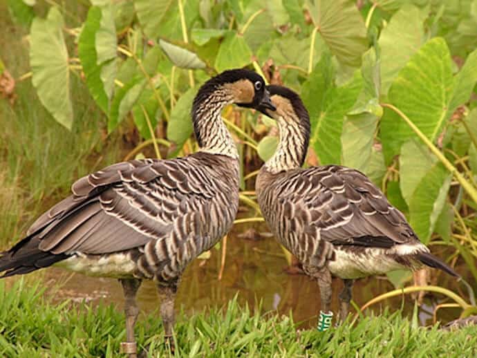 Female Goose Facts & ID (Male vs Female)