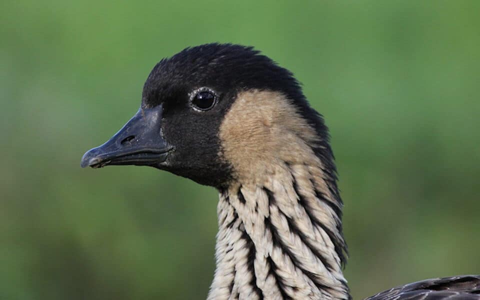 Hawaiian Goose Nene - Headshot