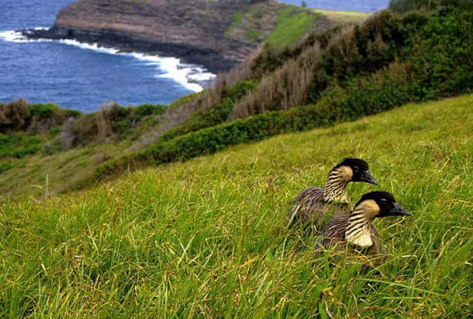 Hawaiian Goose Nene Behaviors