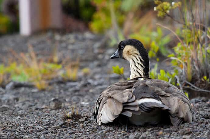 Woman nabs rare goose, stuffs it in onion bag and drives off, Hawaii park  officials say