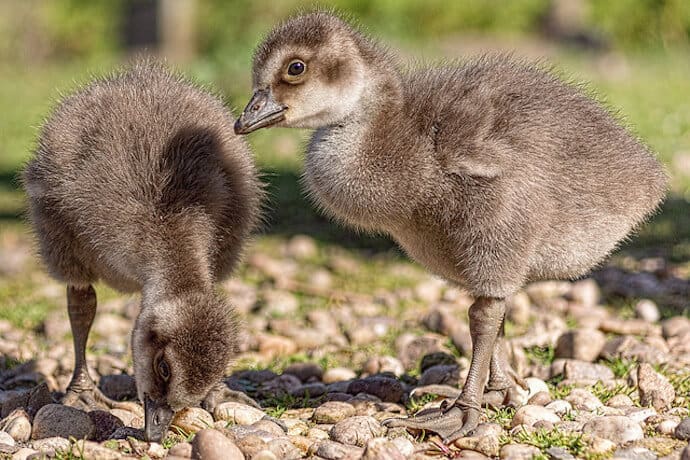 40 Fascinating Facts About the Hawaiian Goose (a.k.a. Nene Goose)