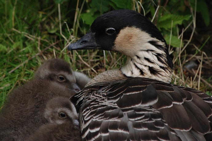 Baby Nene Geese