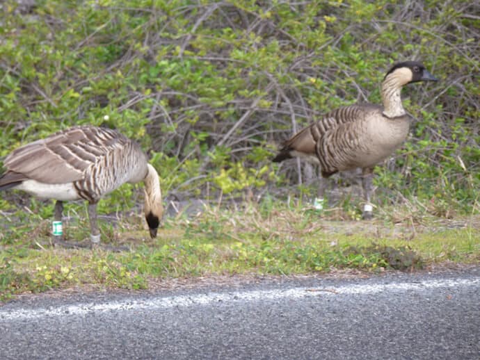 Woman nabs rare goose, stuffs it in onion bag and drives off, Hawaii park  officials say