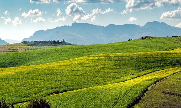 Plant Biotechnology- Canola Farm