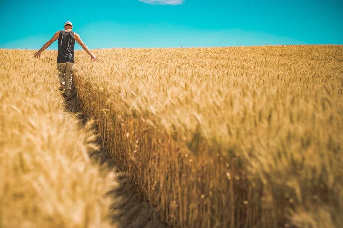 GMO Crops- Growing Grain for Cereal