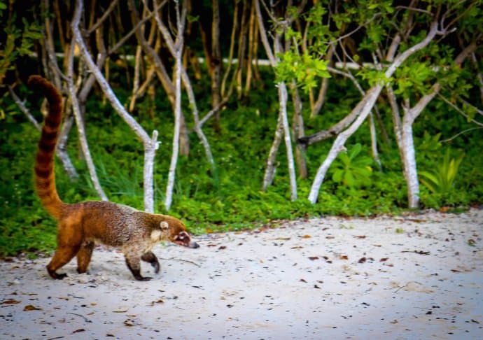 Coatimundi at Hacienda Tres Rios Resort