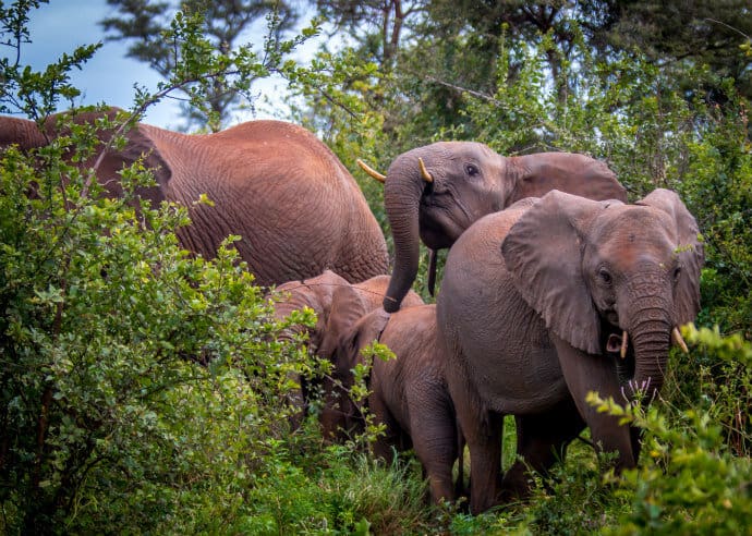 Elephant Herd in Meru National Park, Kenya