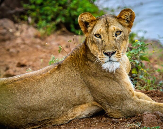 Lioness from Elsa's Pride (5-6 yrs old), Meru National Park