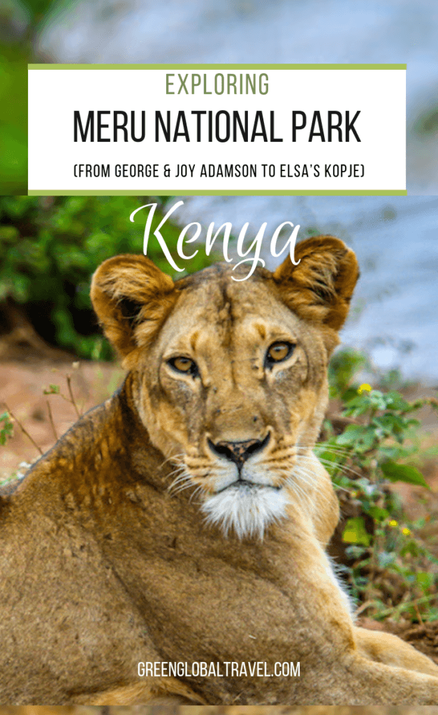Meru National Park Kenya (from George & Joy Adamson to Elsa's Kopje) via @greenglobaltrvl #Kenyatravel #Kenyasafari #BornfreeMovie #joyadamsonelsa #joyadamsonnationalparks #elsathelioness #KenyaNationalPark