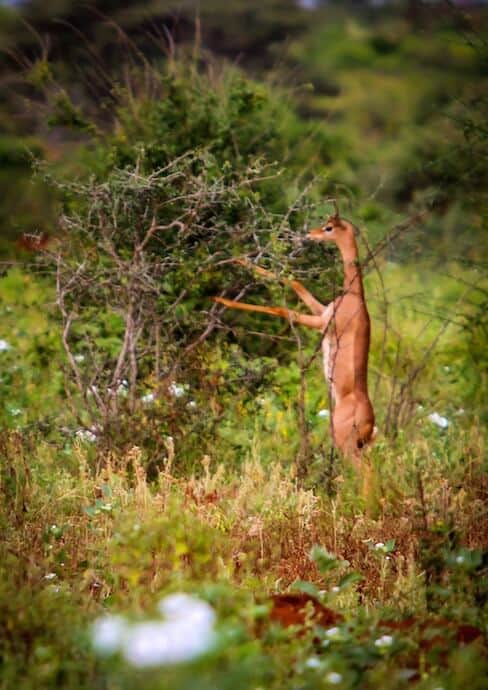 Gerenuk (aka Giraffe Gazelle) in Meru National Park