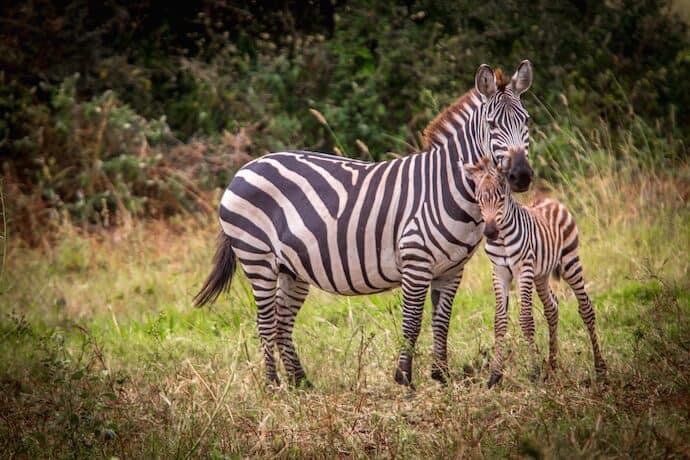 Meru National Park - Grevy's Zebras