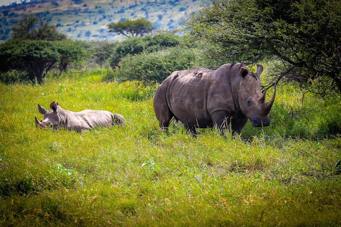 Rhino Baby and Mother in Meru National Park