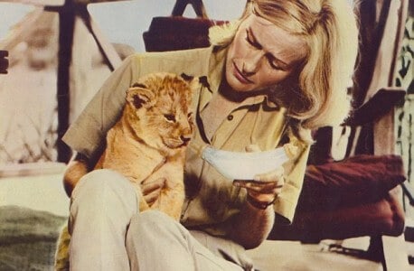 Virginia Mckenna with Elsa in the movie Born Free