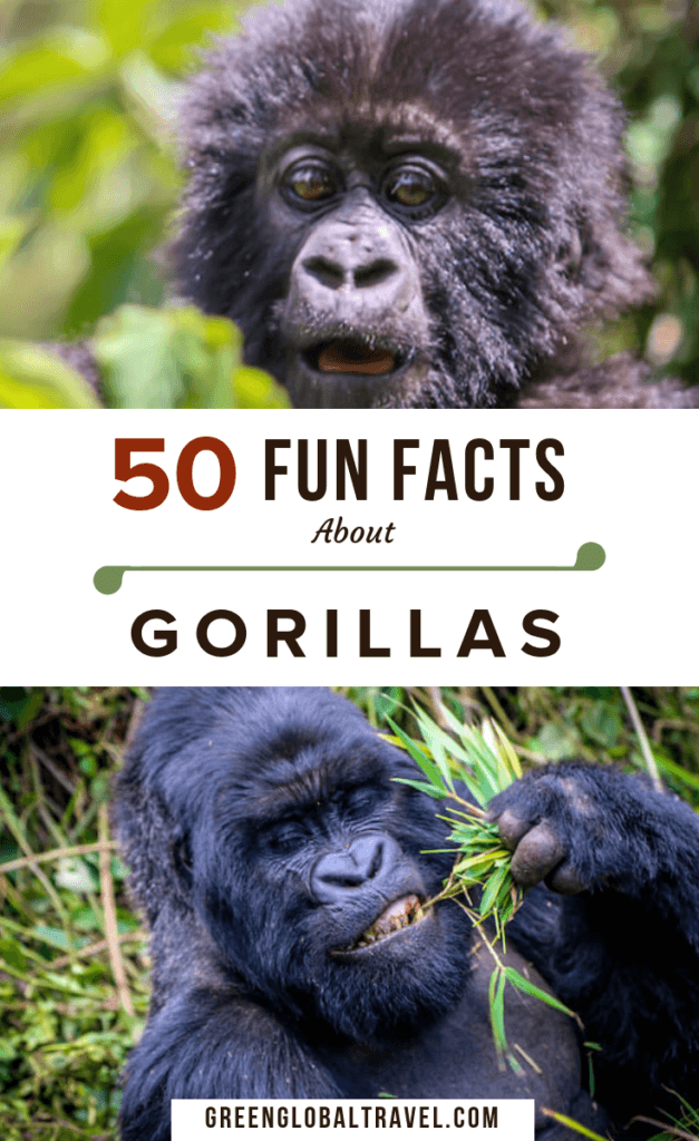 50 Facts About Gorillas including Gorilla Habitat, the Gorilla Diet, Gorilla Families, Mountain Gorilla Facts, Why Gorillas are Endangered, Gorilla Conservation & more! via @greenglobaltrvl #GorillasMountain #GorillaFacts