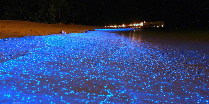 Bioluminescent Plankton on Playa Holbox