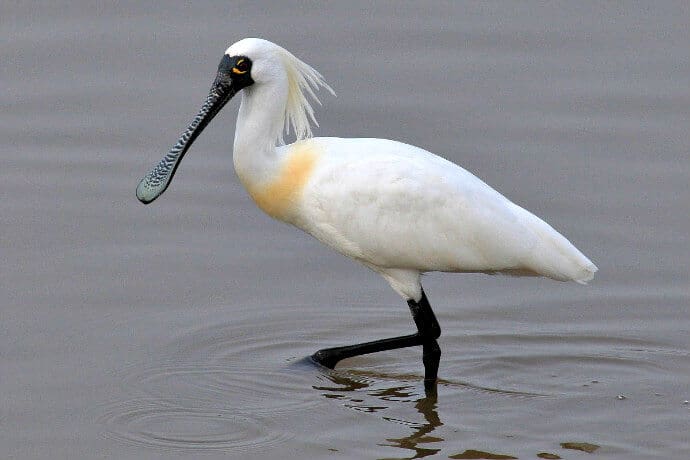 Black-faced Spoonbill