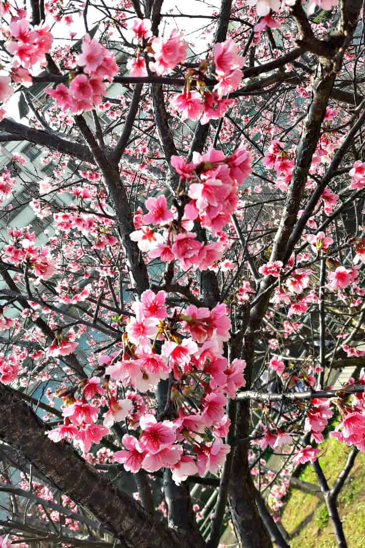 Cherry Blossoms in Taiwan