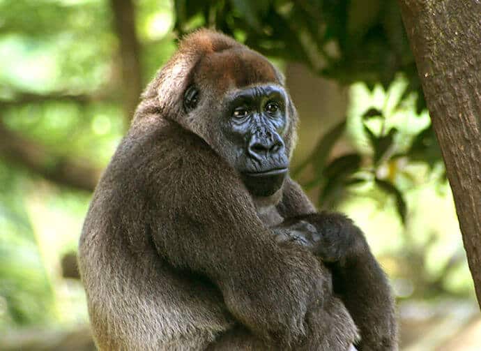 Cross River Gorilla Facts