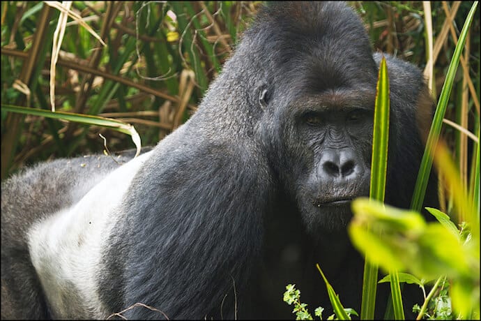 Eastern Lowland Gorilla Facts