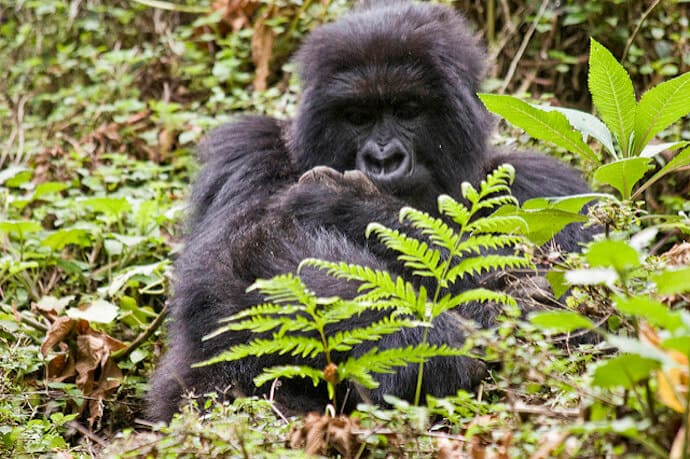 Gorilla Conservation