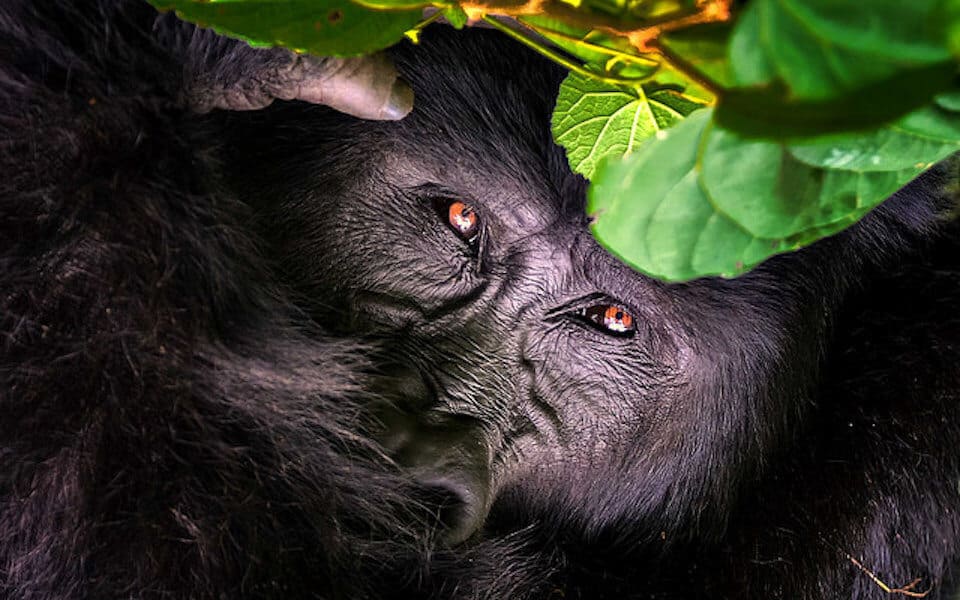 50 Facts About Gorillas including Gorilla Habitat, the Gorilla Diet, Gorilla Families, Mountain Gorilla Facts, Why Gorillas are Endangered, Gorilla Conservation