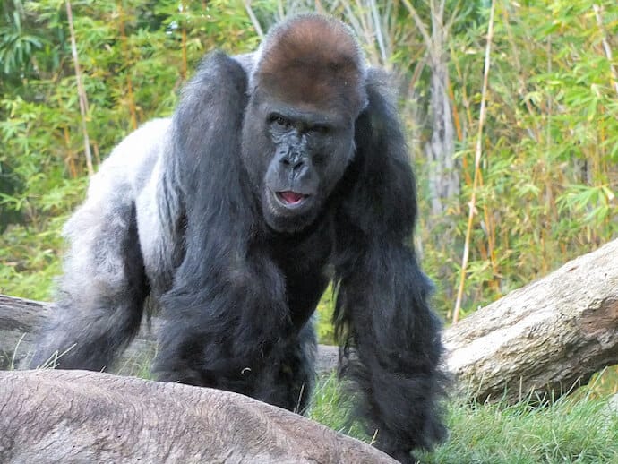 Why are Gorillas Endangered