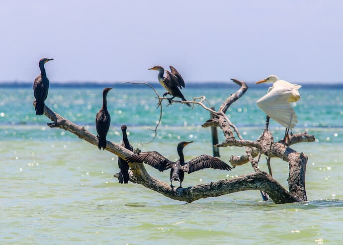 Birds in the Yum Balam Reserve of Isla Holbox, Mexico