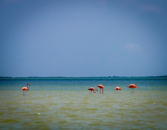 Flamingos at Punta Mosquito on Isla Holbox