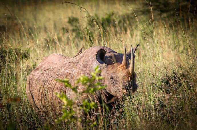 Endangered Black Rhino in Nairobi park, Kenya