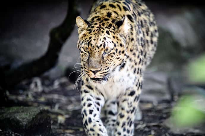 Why Are Amur Leopards Endangered?