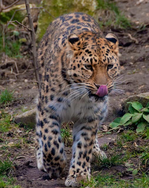 Amur Leopard Diet