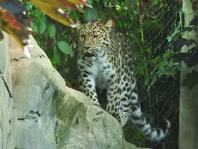 amur leopard habitat forest