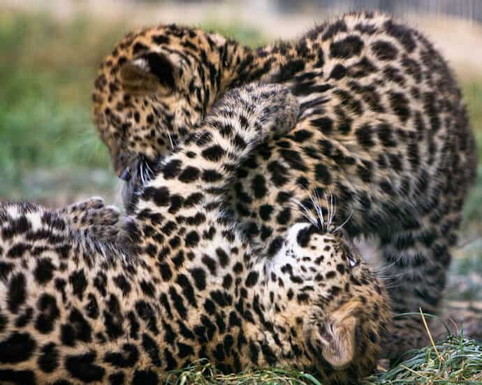 Amur Leopard Population