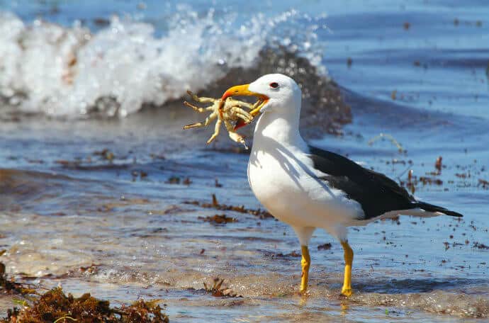 Patagonia Wildlife - Albatross