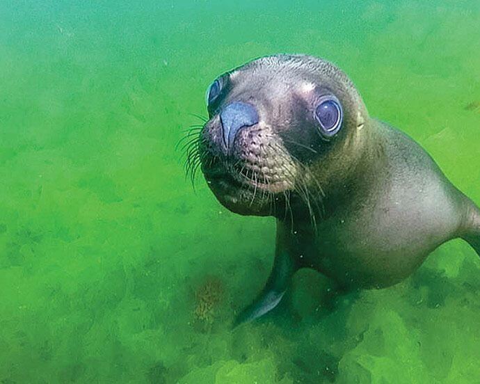 Patagonia Wildlife - Sea Lion Punta Loma by Wandering Wagars