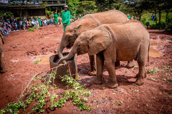 Baby Elephants at the David Sheldrick Wildlife Trust Orphanage in Nairobi, Kenya