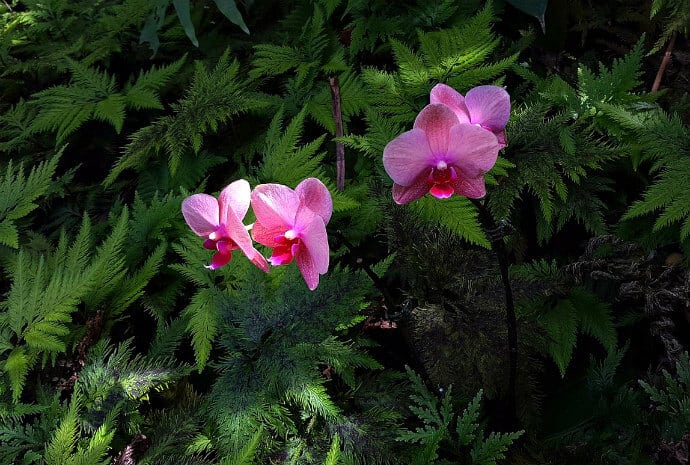 Things to do in Isla de Ometepe Nicaragua - Hike through the Cloud Forest