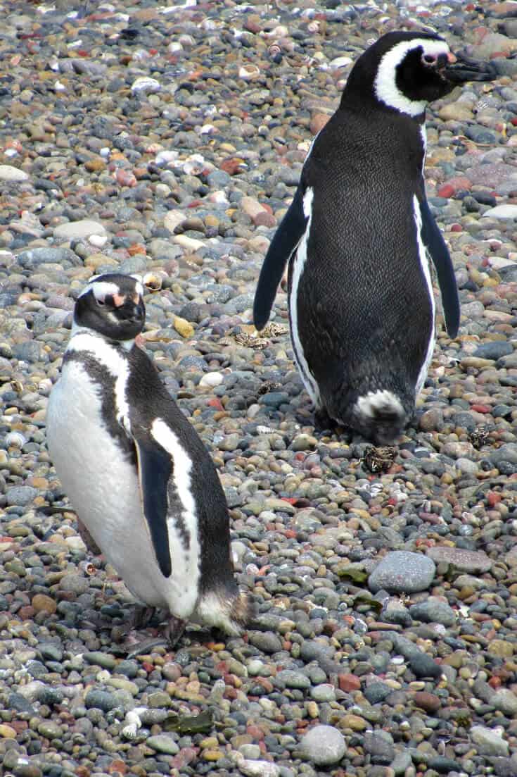 What to see in Patagonia South America -Magellanic Patagonia Penguins