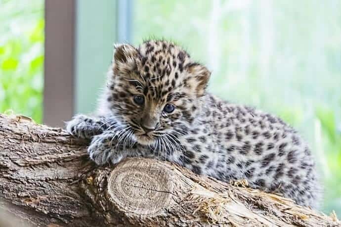 Baby Amur Leopard FAQs