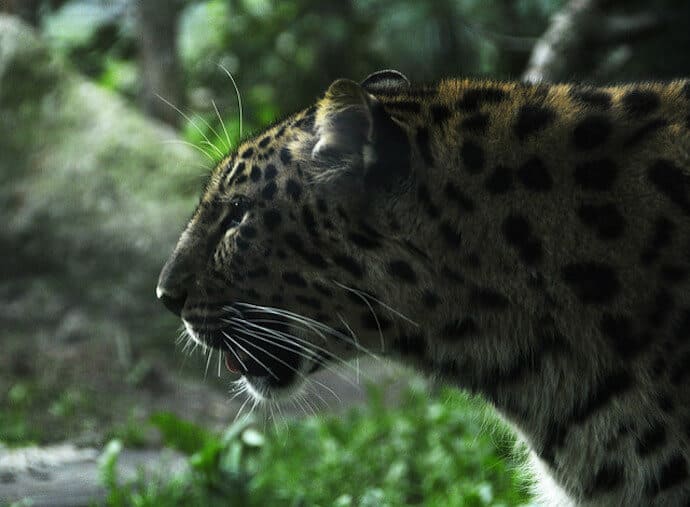 Amur Leopard Conservation