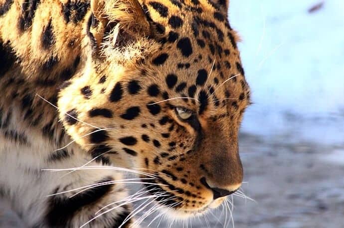 Amur Leopard Facts