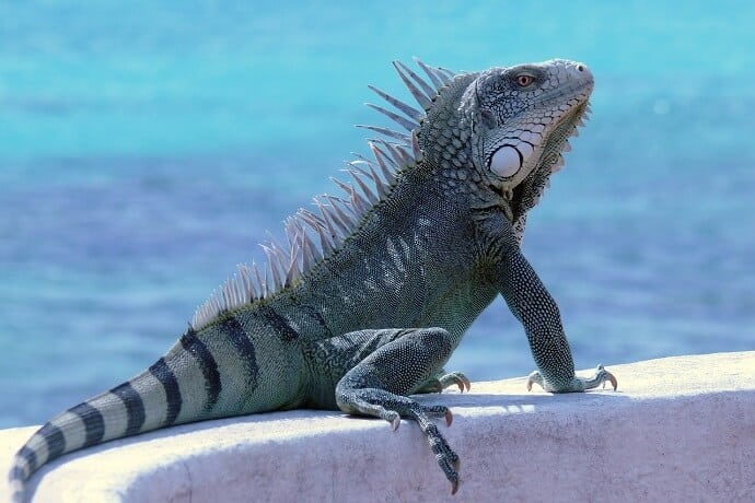 Bonaire Island - Best Caribbean Islands