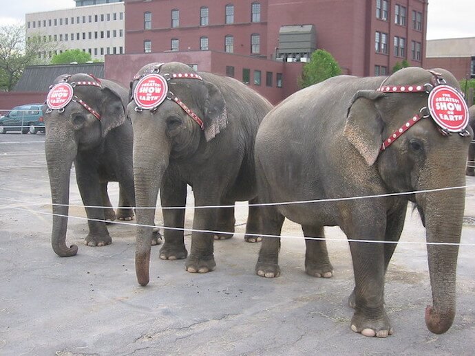 15 Harmful Traditions - Circus Animals