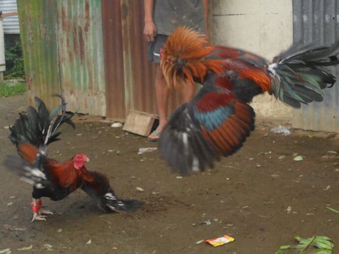 15 Harmful Traditions - Cockfighting